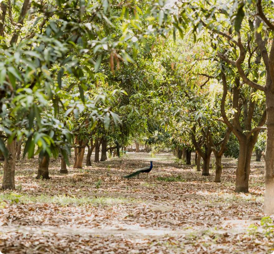 gorgeous-indian-bride-with-covered-head 9 (1)
